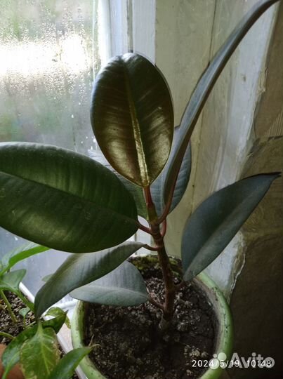 Фикус с красным отливом