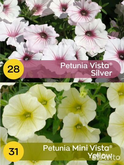 Петуния, Алиссум, будра, лизимахия