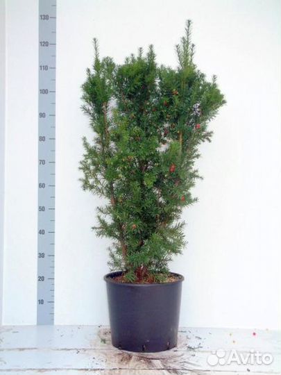 Тис Ягодный Taxus bacata