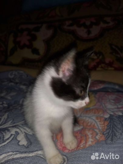 Кошечка