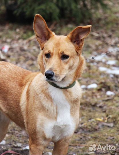 Малинка в добрые руки