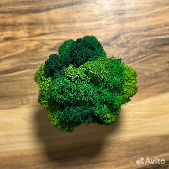 Кашпо со стабилизированным мхом