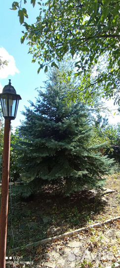 Ель голубая