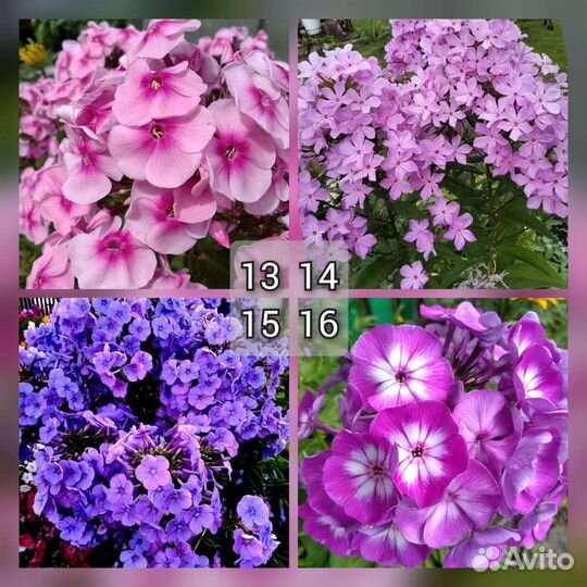 Флоксы сортовые из моего сада