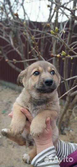 Щенок-девочка 2,5 месяца