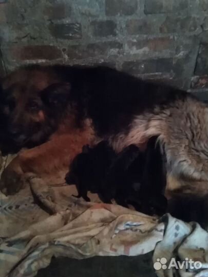 Щенки немецкой овчарки