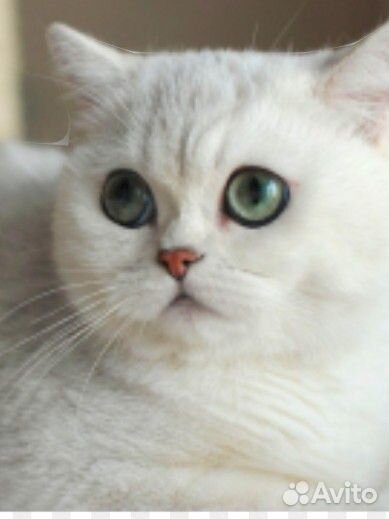 Котёнок шиншилла