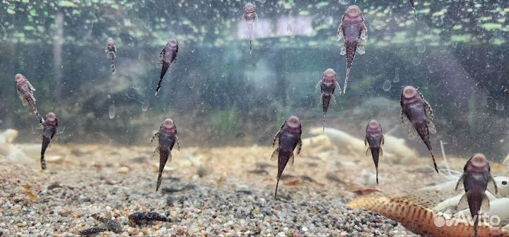 Сомики анциструсы