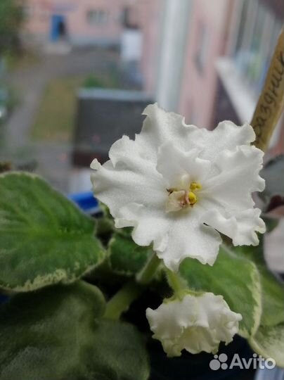 Фиалка стартер