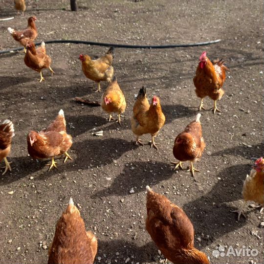 Инкубоционные яицы