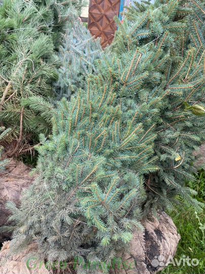 Ель голубая