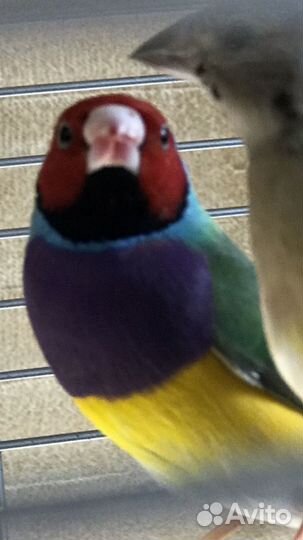 Амадины гульда