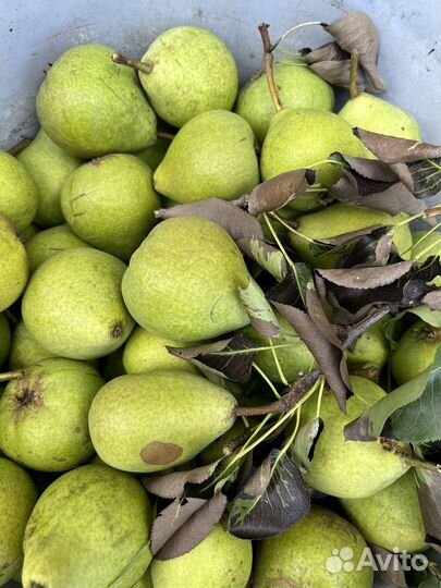 Груши, яблоки