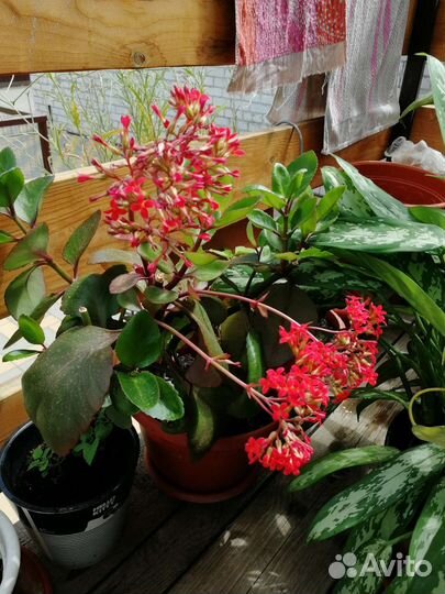 Каланхоэ цветущий