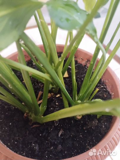 Спатифиллум