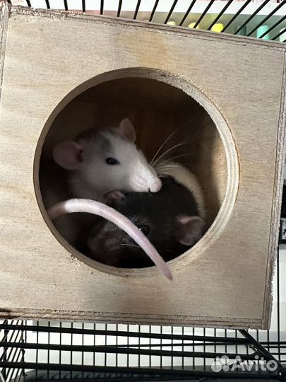 Продам крысят с клеткой и всем необходимым