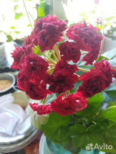 Комнатные цветы