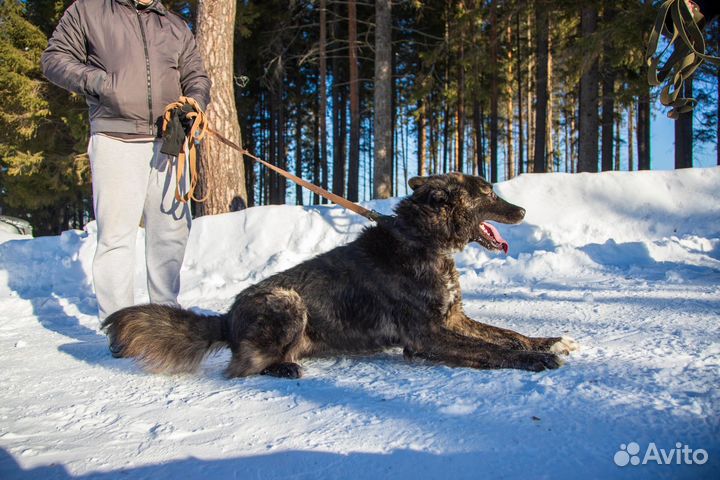 Собака в добрые руки