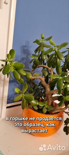 Толстянка, денежное дерево, крассула