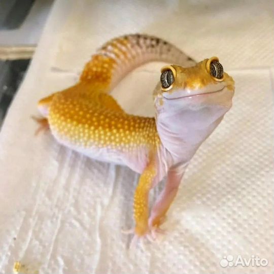 Геккон эублефар