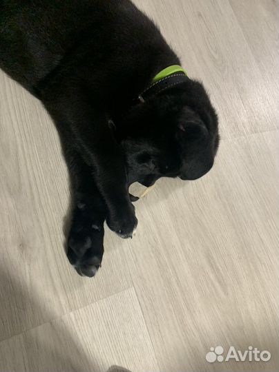 Щенки лабрадора