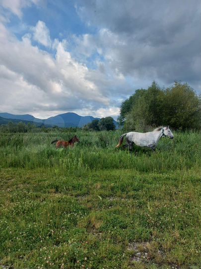 Участок 22 сот. (СНТ, ДНП)