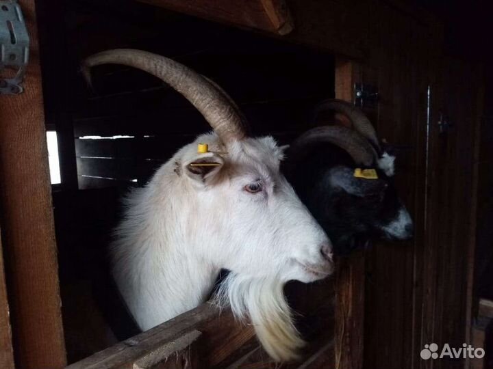 Козье молоко