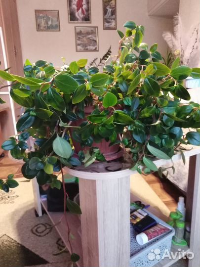 Цветок для дома