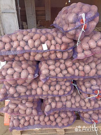 Картофель оптом