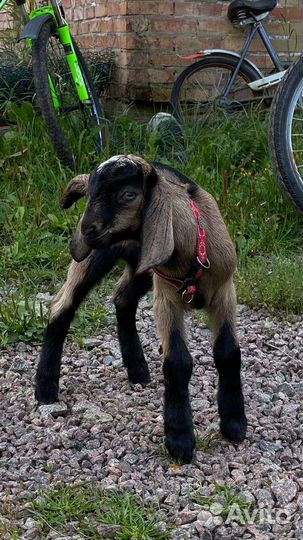 Нубийский козлик