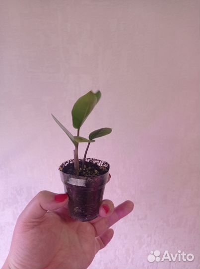 Замиокулькас