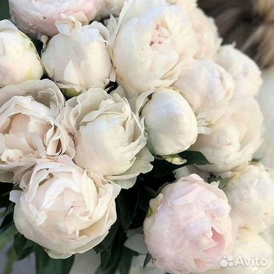 Пионы Розы Доставка