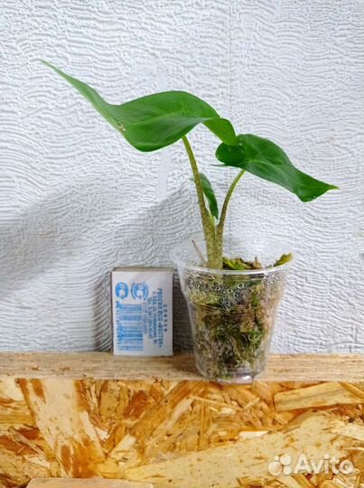 Алоказия Low Raider