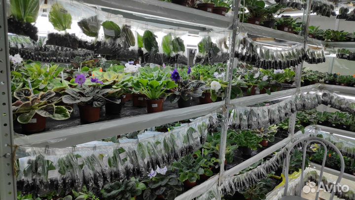 Фиалки сортовые