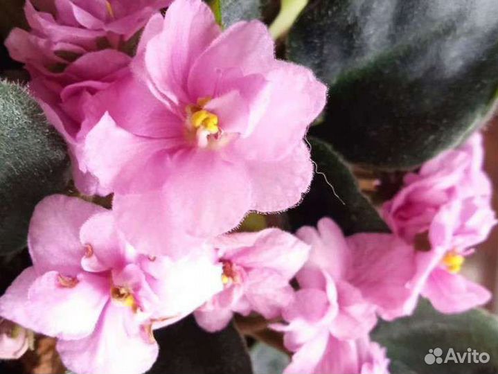 Фиалка розовая