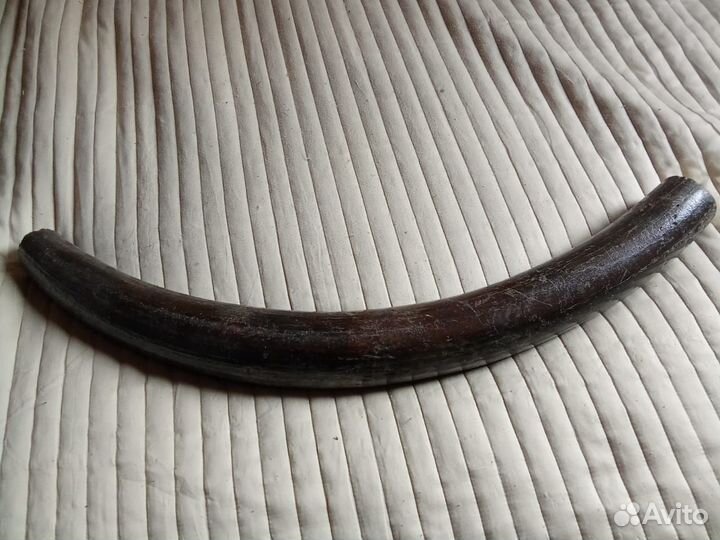 Бивень мамонта