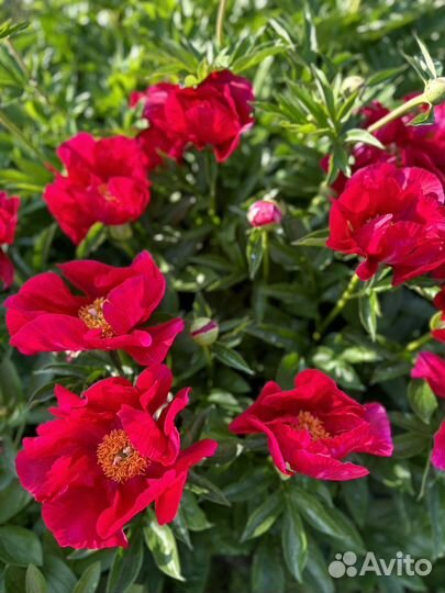 Пионы разные сорта