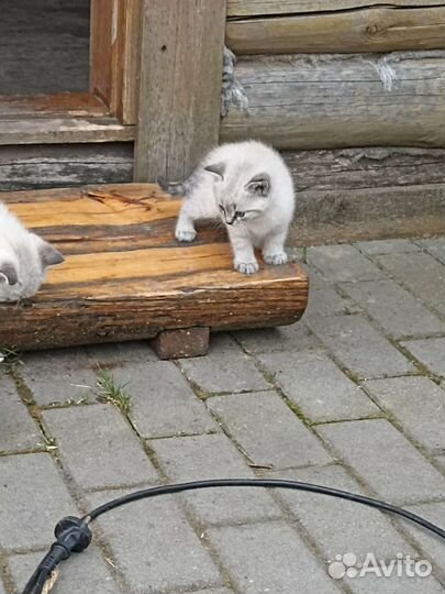 Беленький мальчик в добрые руки