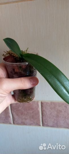 Детка орхидеи фаленопсис попугай