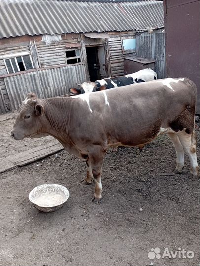 Продажа бычков