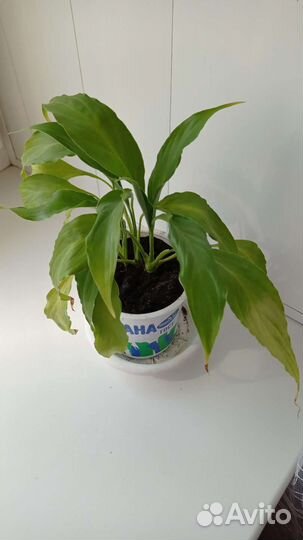 Спатифиллум женское счастье