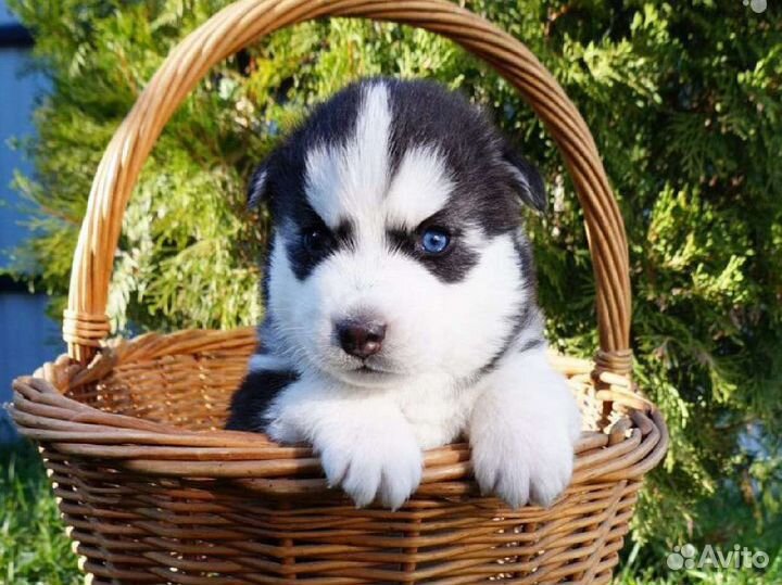 Щенки сибирской хаски