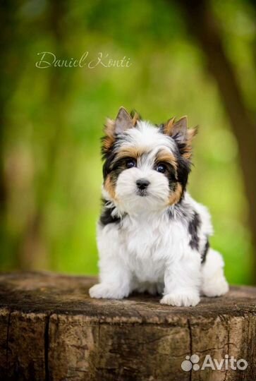 Щенки Бивера