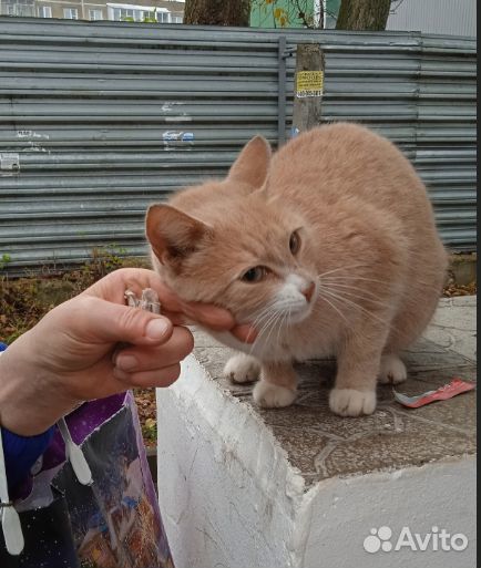 Кошки в добрые руки