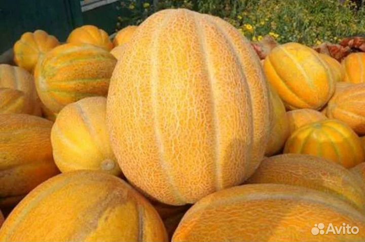 Семена Дыни Эфиопка