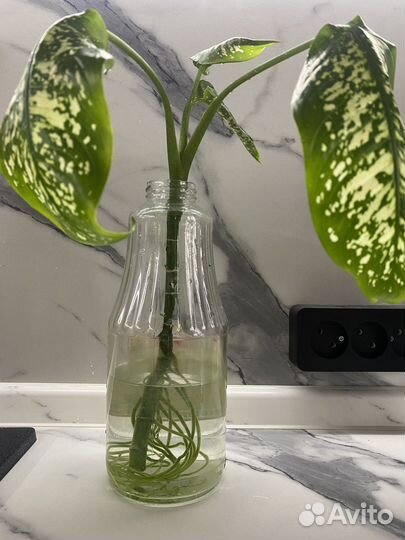 Диффенбахия