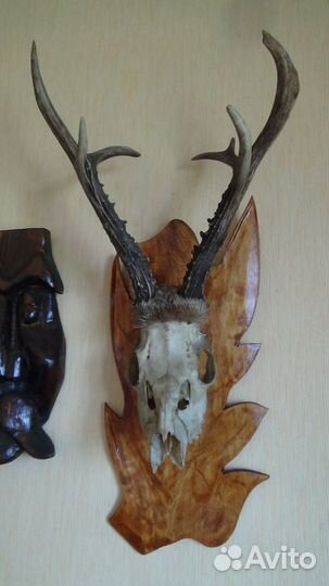 Рога косули