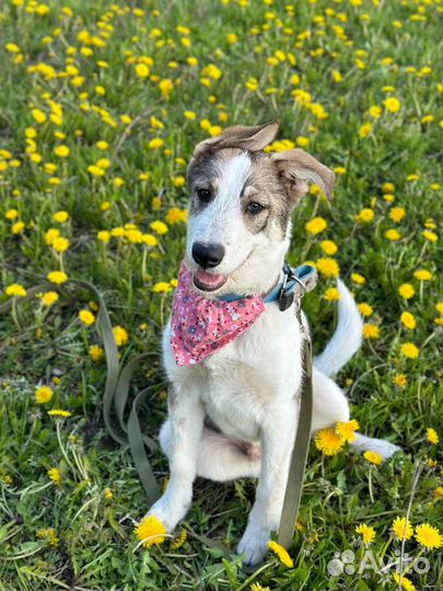 Щенок Макс — метис овчарки в добрые руки