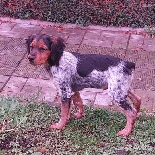 Щенки бретонский эпаньоль