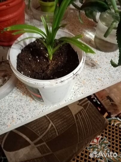 Пальма панданус(винтовая пальма)